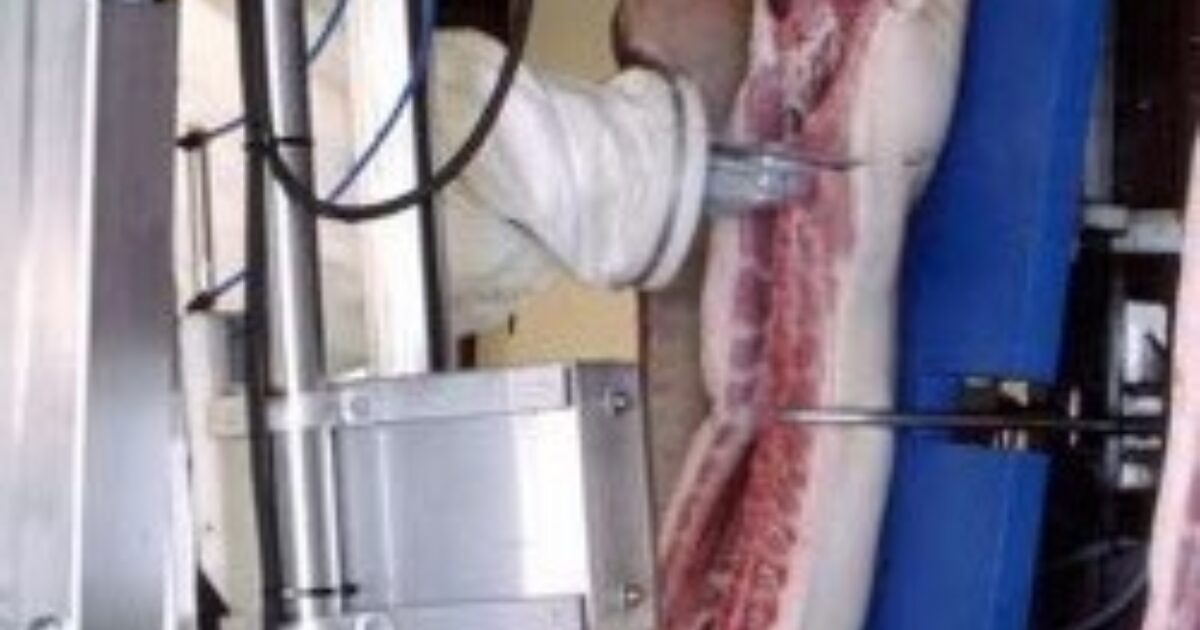 dressing line automation pork Pig Dressing: High Productivity Systems